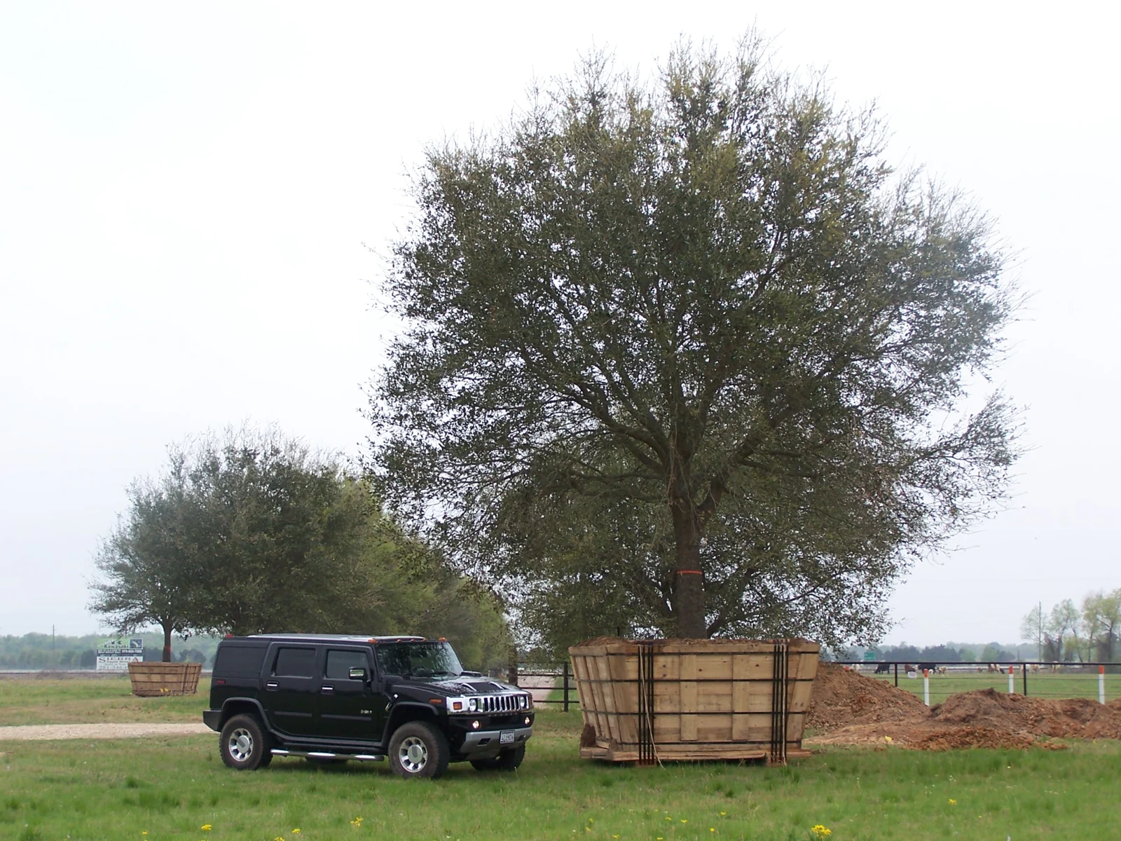 Large boxed specimen tree beside a vehicle for scale