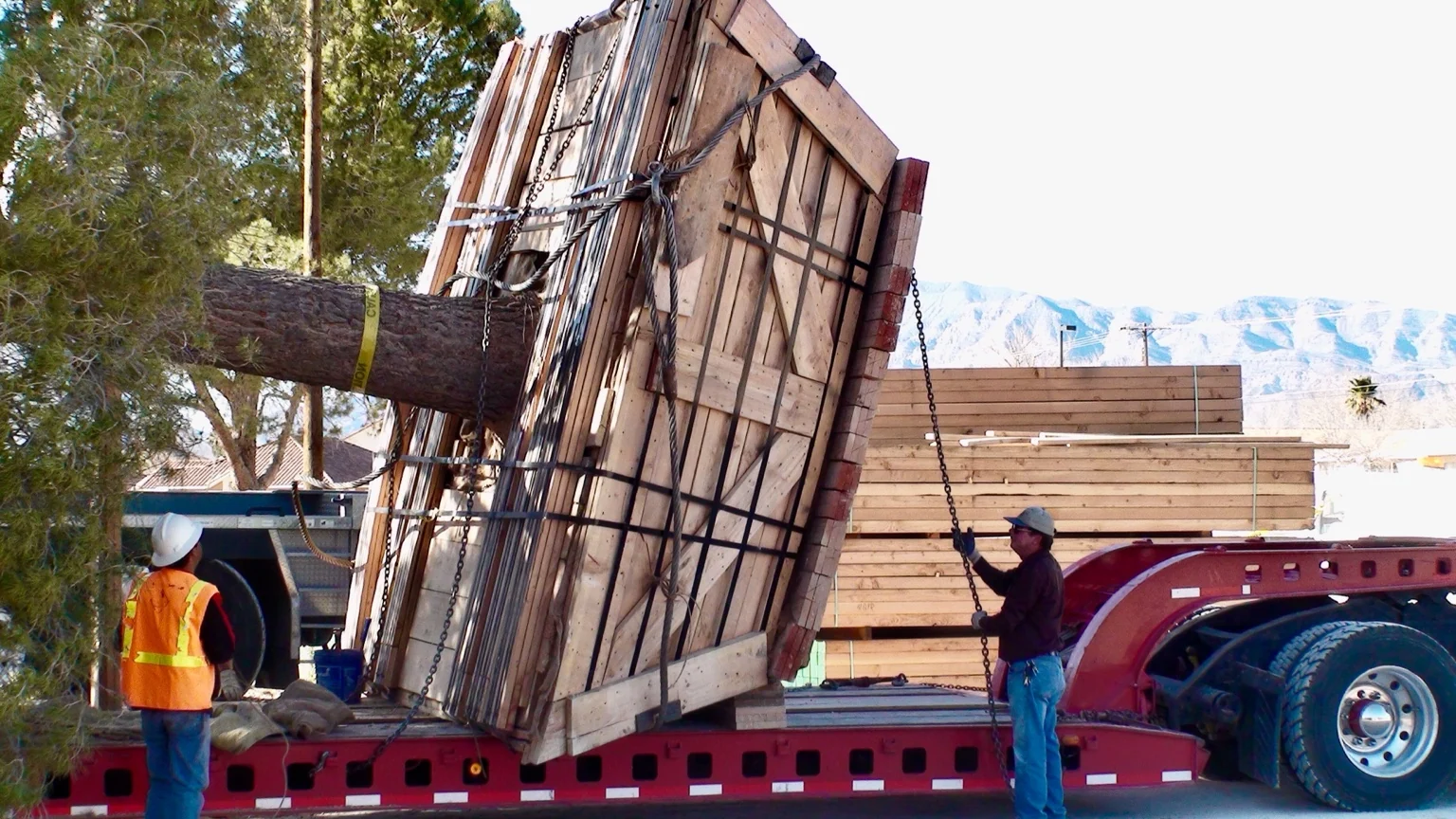 Large boxed root ball secured on a flatbed trailer