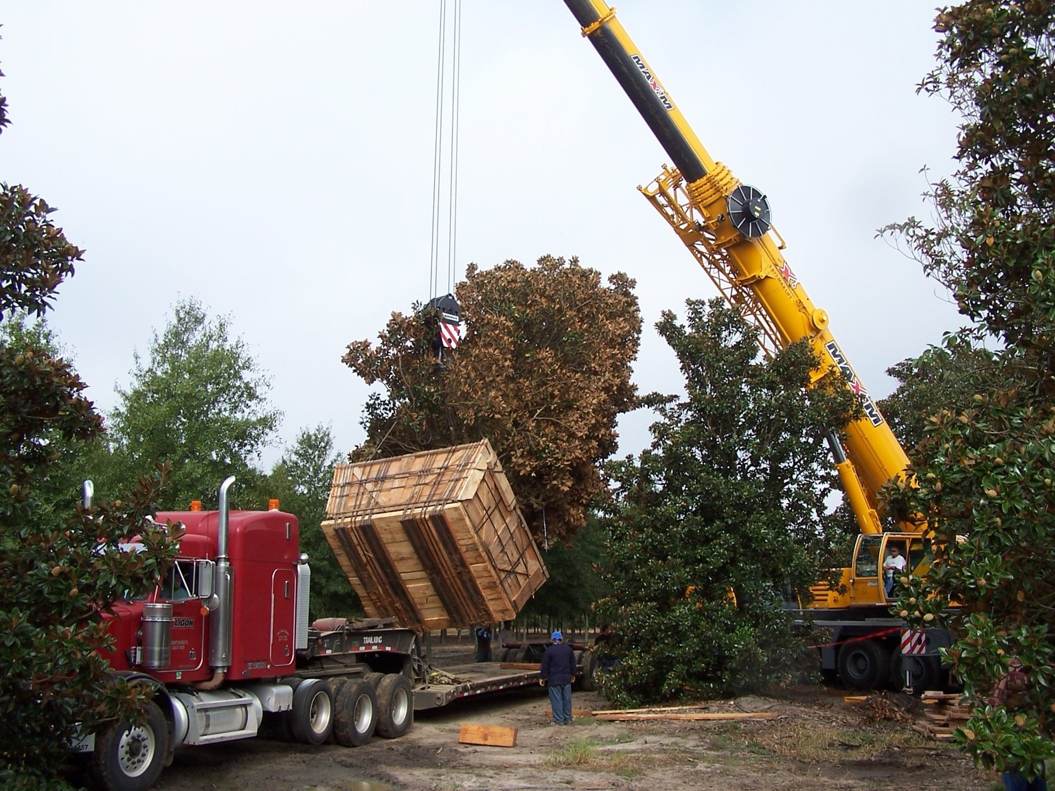 Historical crane handling of a boxed tree
