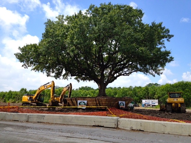 Large specimen tree during historical site work