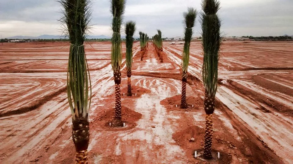 Rows of newly installed palms across a graded landscape