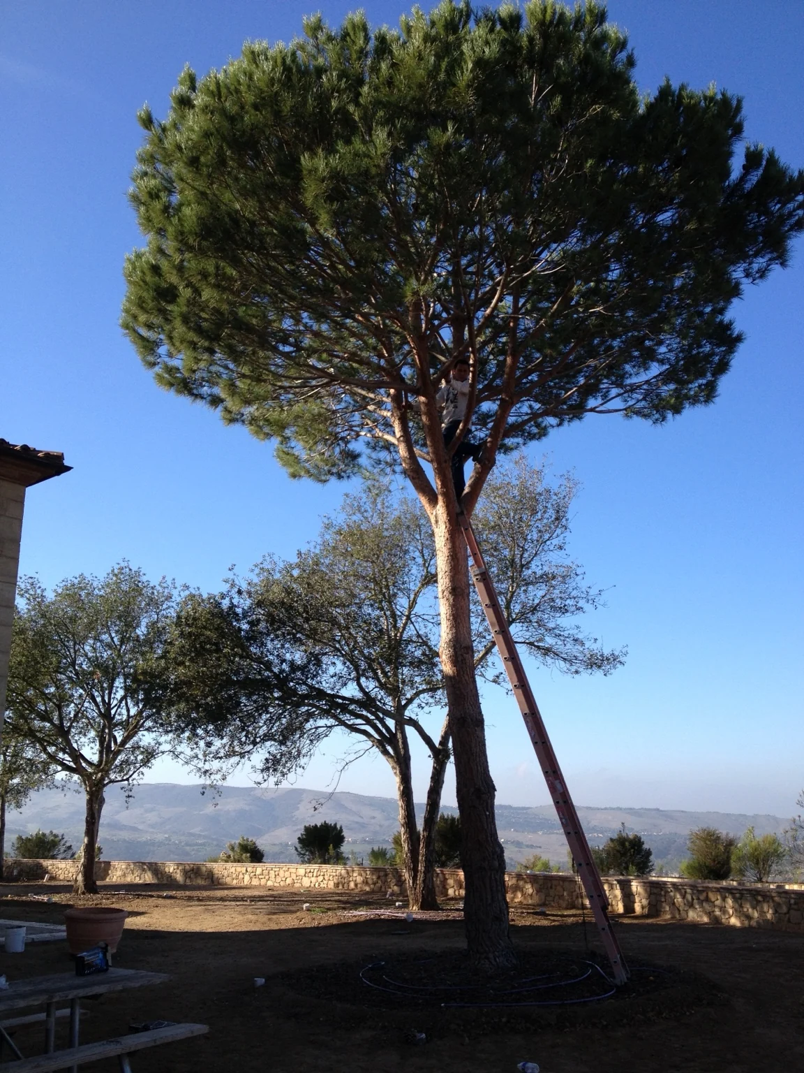 Tall specimen tree beside workers on a project site
