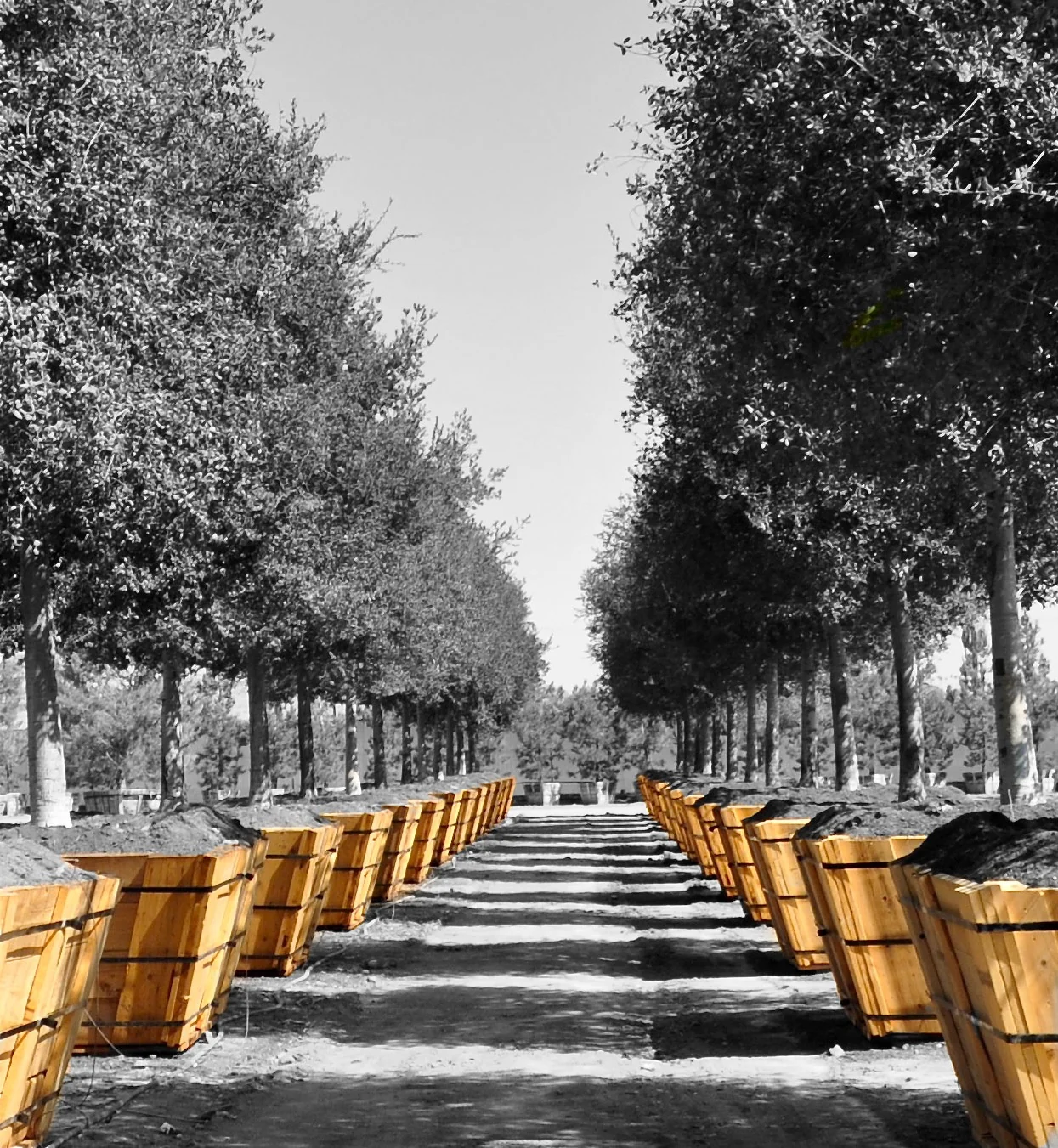 Rows of specimen trees in wooden root boxes