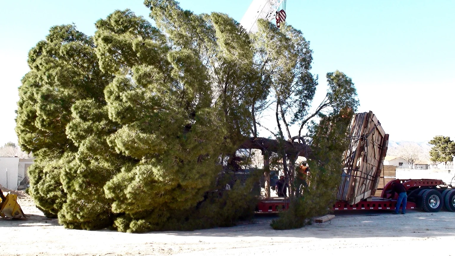 Large specimen tree secured horizontally on a transport trailer
