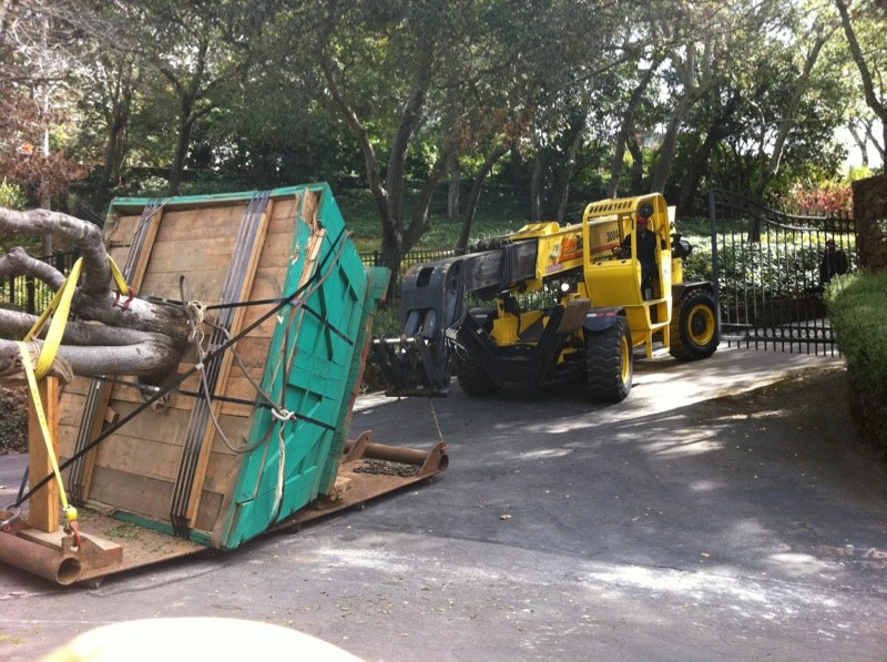 Historical loading of a boxed specimen tree