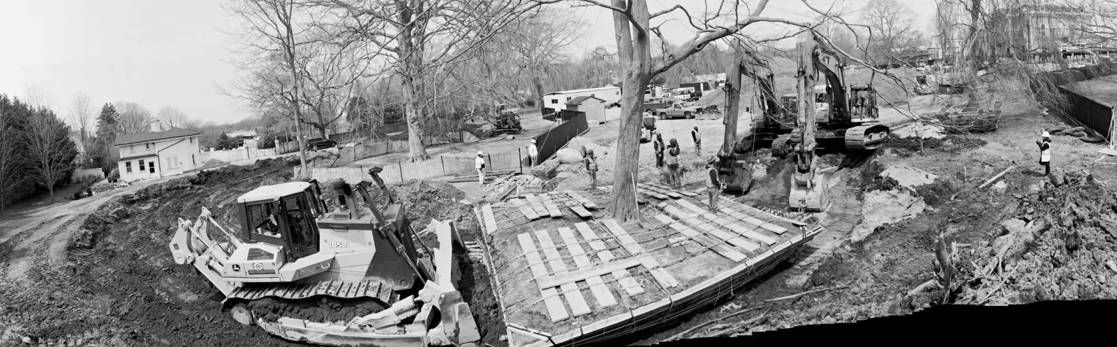 Historical photograph of large-tree fieldwork