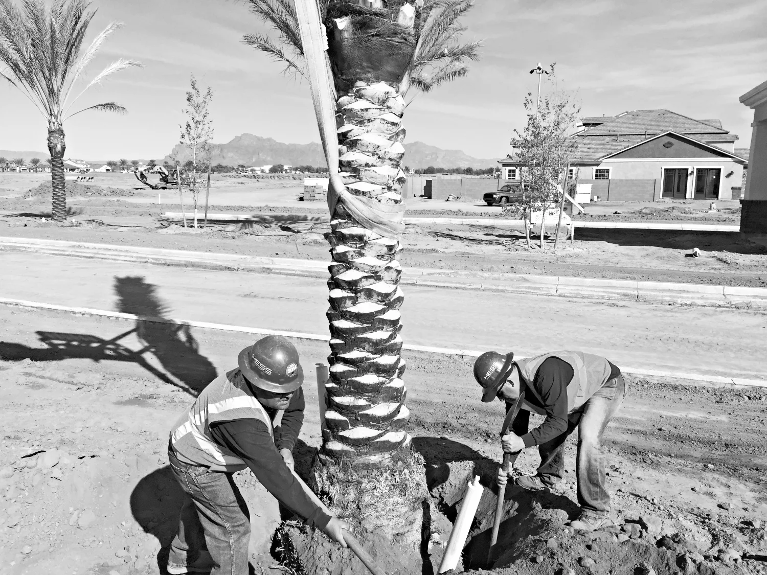 Early fieldwork from the company archive