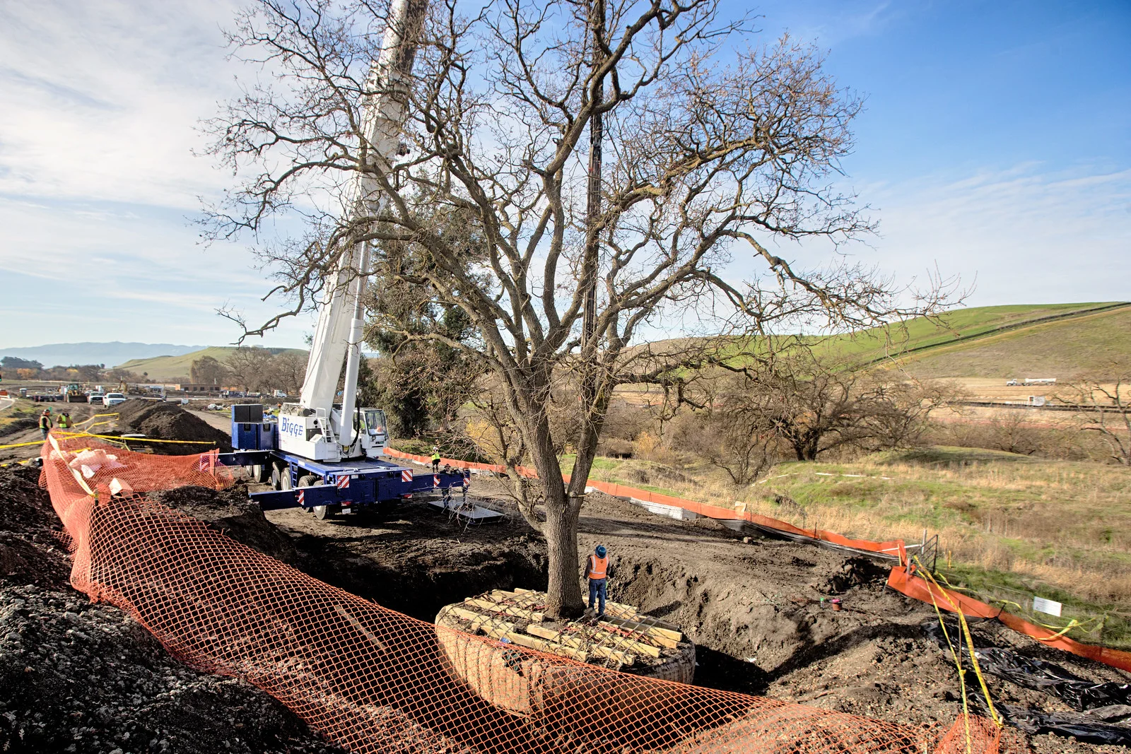 Historic field preparation of a mature tree