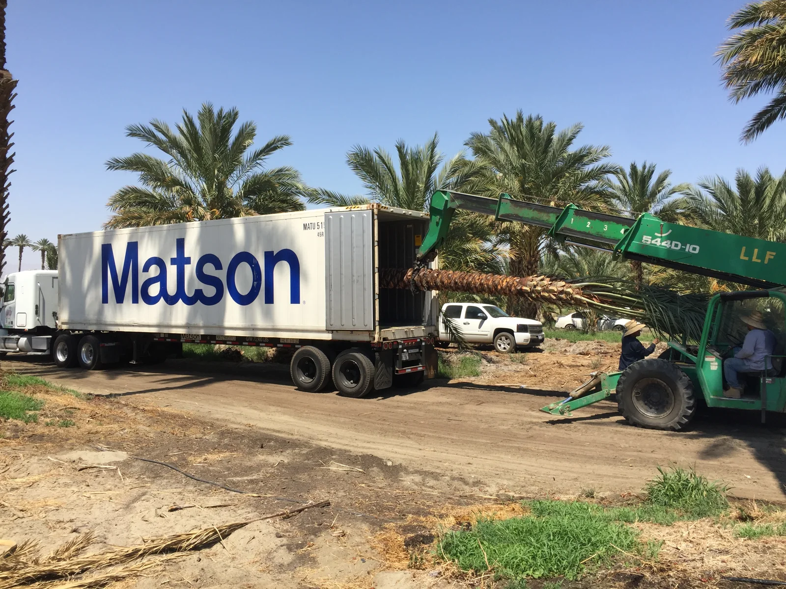 Palm shipment beside a transport container