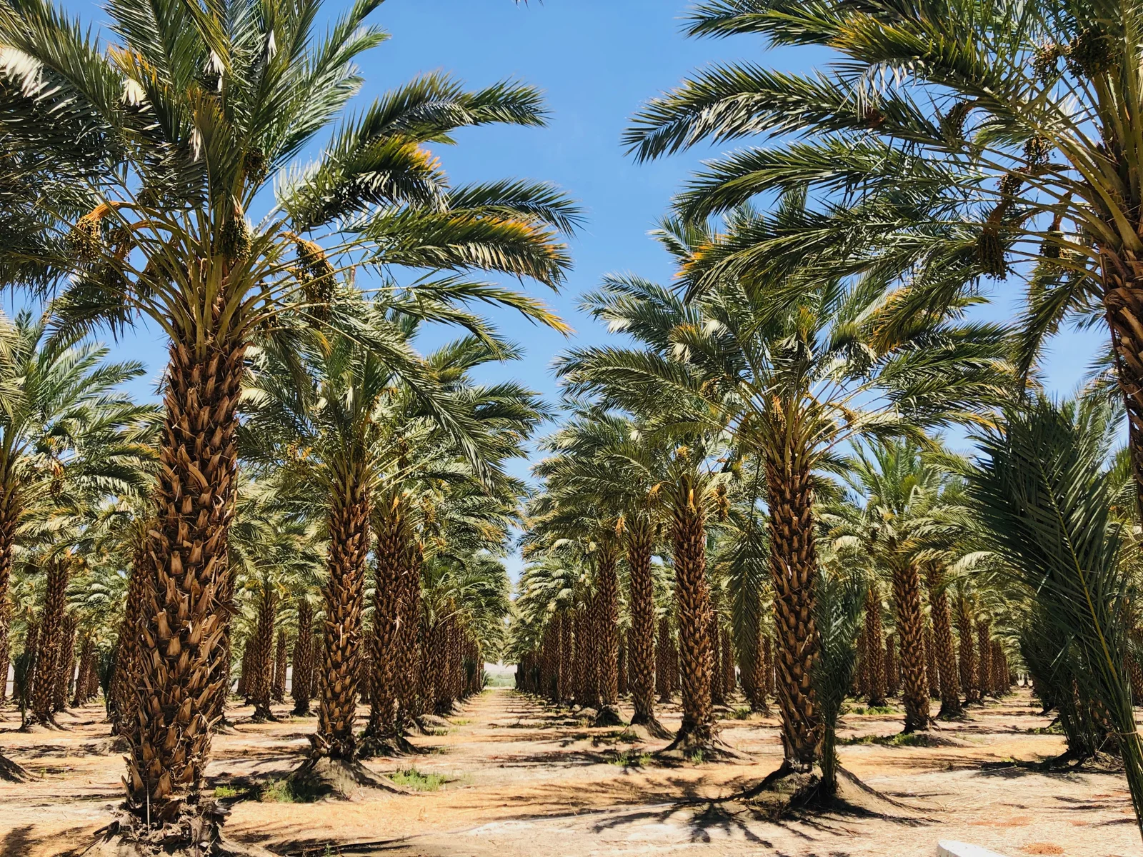 Rows of mature palms in a grower field