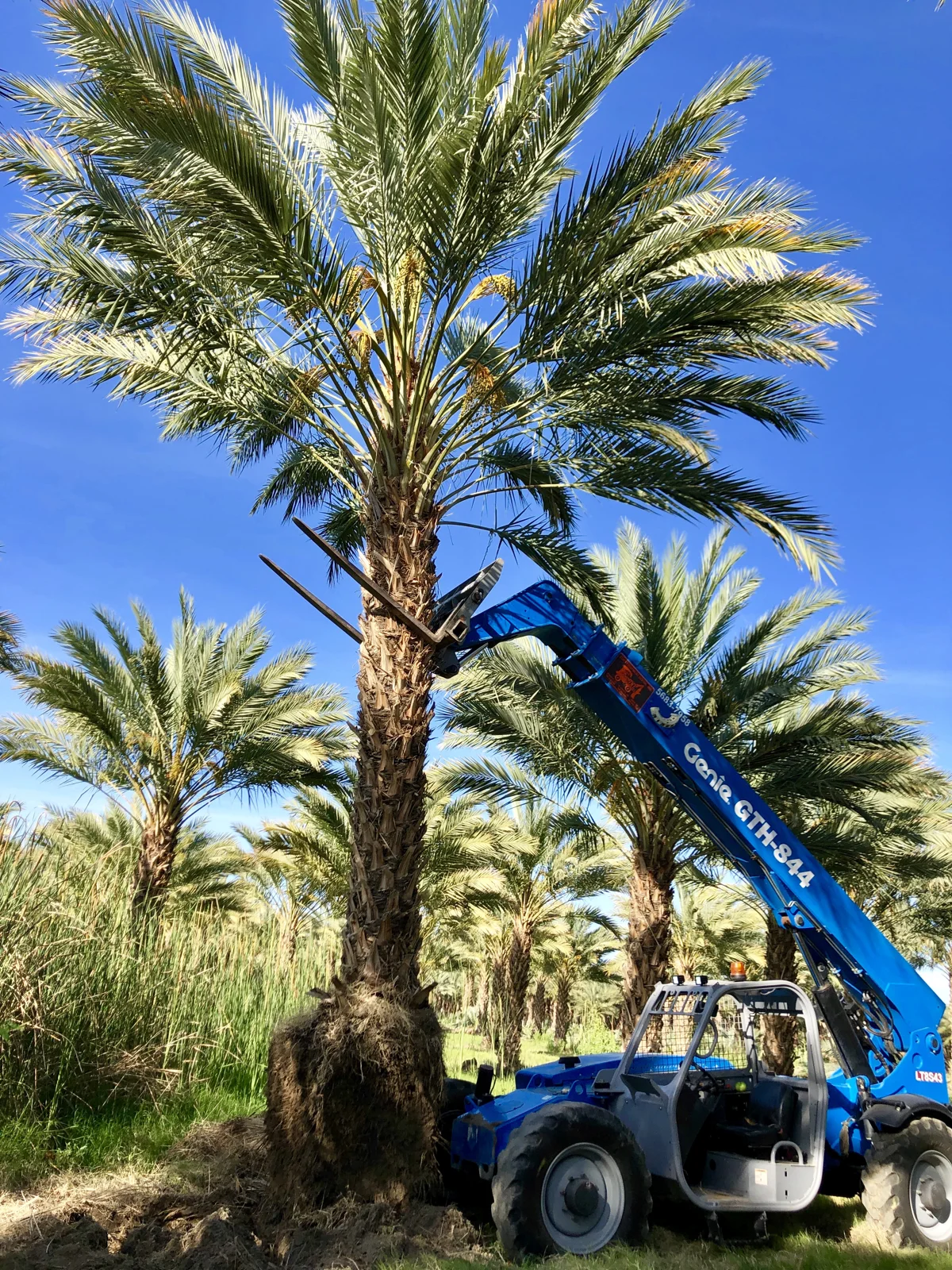 Palm handling during a past project