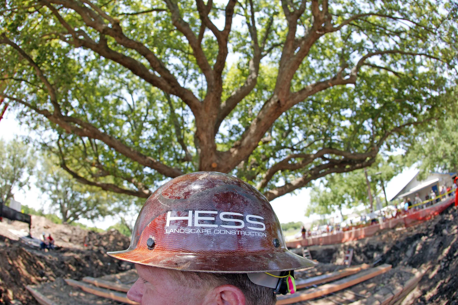 View into the canopy of a mature specimen tree