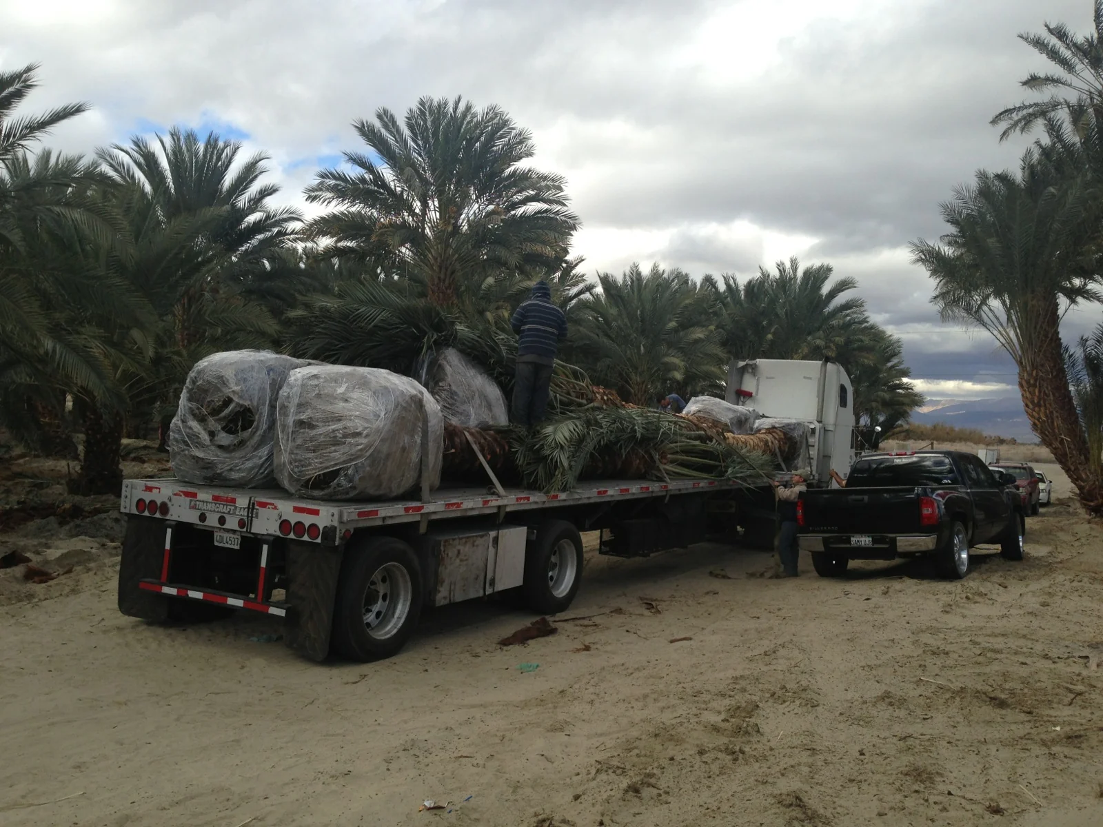 Mature palms secured on a flatbed for transport
