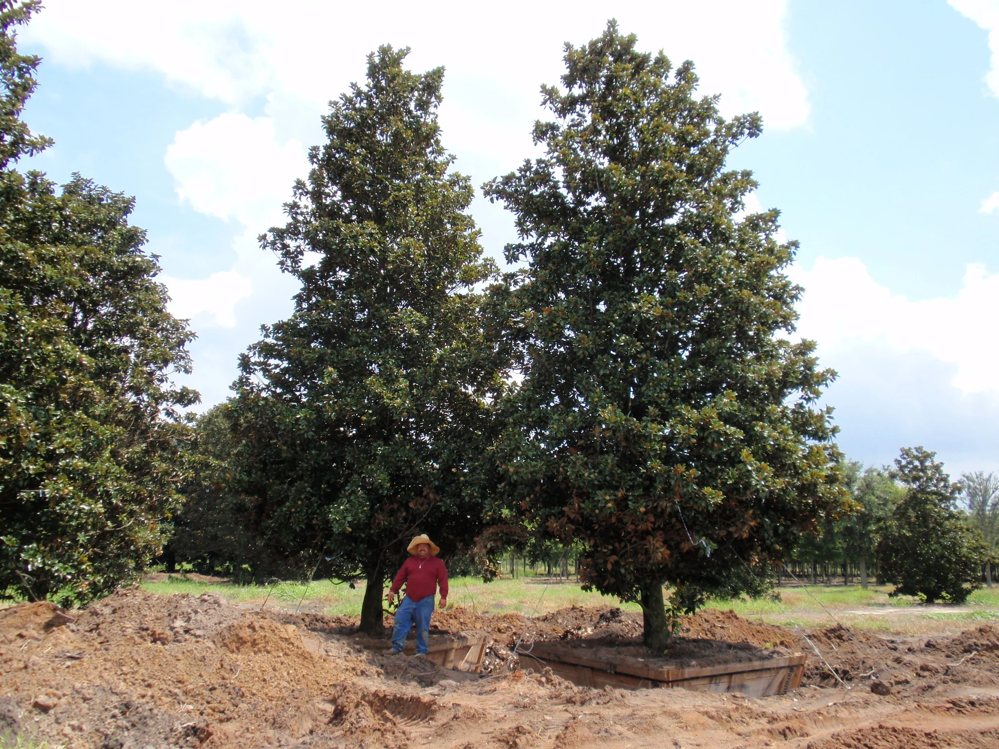 Field-grown specimen magnolias