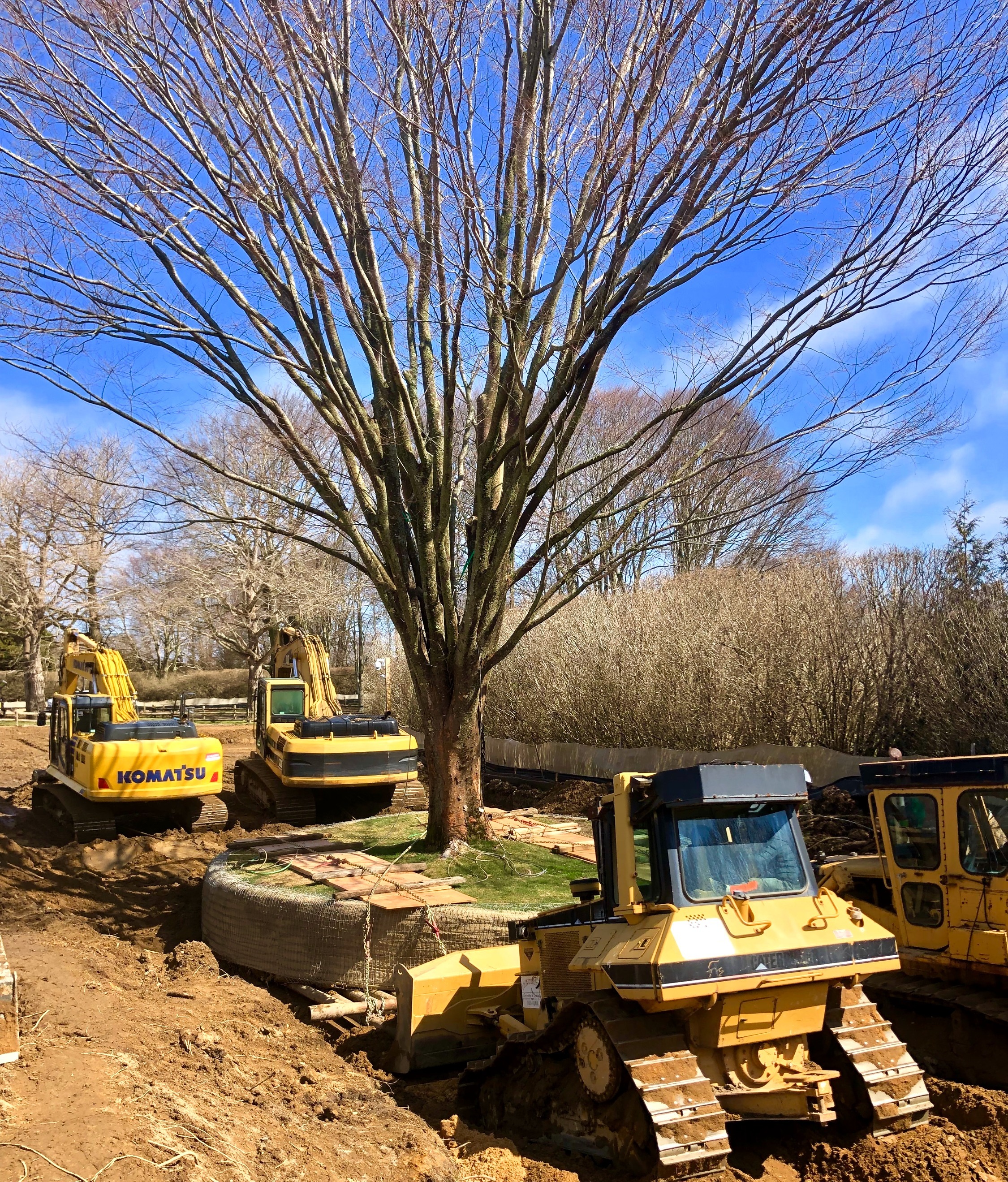 Historical tree root-ball preparation